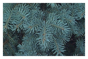 PICEA pungens 'Procumbens'-